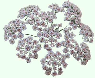 Trachyspermum ammi